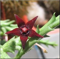 Orbea ubomboensis 